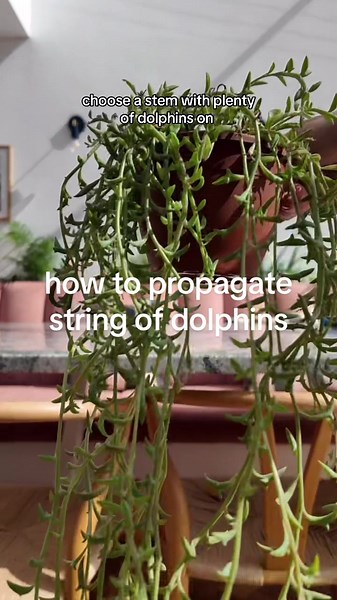 How to propagate string of dolphins in water 🐬 String of dolphins is super easy to propagate! Simply snip a piece of the stem with plenty of dolphins on, pluck a few dolphins off and put the cutting into water. You should see roots in 1-2 weeks! This is a new plant in my collection, I haven’t seen them very often in the UK! #houseplantsoftiktok #houseplantcommunity #plantparent #houseplant #houseplants #houseplantclub #houseplantlover #houseplantcare #houseplantscheck #planttiktok #planttok #pl