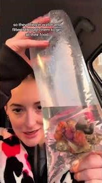 once it’s settled i’ll show you why they’re called ‘squirts’ #seasquirts #seasquirt