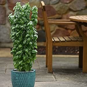 Eden Brothers Basil Seeds - Everleaf Emerald Tower