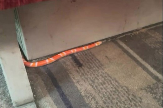 Horrifying footage shows bright orange SNAKE slithering around packed train