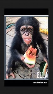 Ella arrived in 2018 after her mother was killed and she had been kidnapped to be sold on the black market as a pet. She was intercepted by our team in partnership with authorities and given a life with other chimpanzees in @liberiachimprescueprotection’s sanctuary. She now spends her days with a chimpanzee family and our amazing team of caregivers! Important Note: Chimpanzees are not pets and should not be intentionally forced to live with humans. The chimpanzees at Liberia Chimpanzee Rescue & 