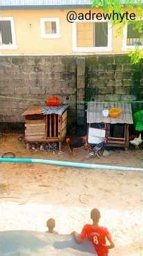 Dog vs Turkey Fight 🤣🤣🤣 #funny #comdeymemes #trendingshorts #laugher #fun #shorts #fyp