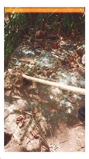 Jungle Adventure: What mysteries did we find? Avinash Discovery #A1A2A3