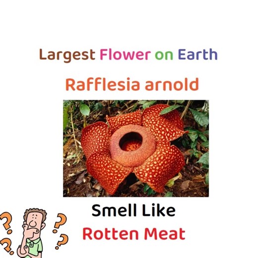 Rafflesia || World’s Biggest Flower 😲 || Rotten Meat Jaisi Smell 🤯|| #biggestflower
