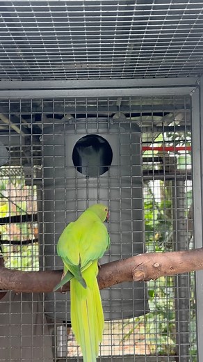 92K views · 1.4K reactions | “Installing our newly made nest drum for the medium birds today. Little upgrades like this keep the aviary progressing every season.” | Myko's Aviary | Facebook