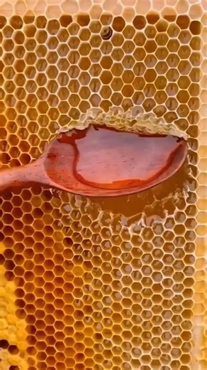 Secrets of Honeybees! 🐝 Why Honey Never Expires? #facts #ytshorts