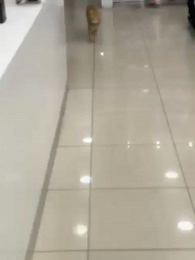 Bodega Cats on Reels