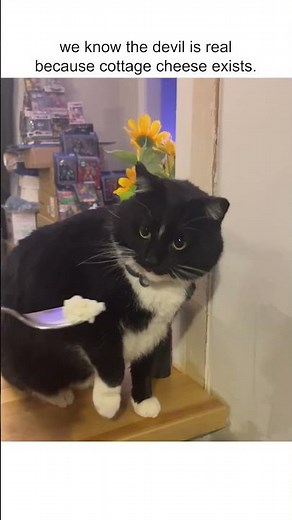 Hilarious Cat Gags When Smelling Cottage Cheese! 😹🧀