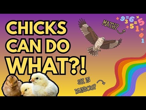 7 Crazy Facts About Baby Chicks You Probably Didn't Know 😱🐣