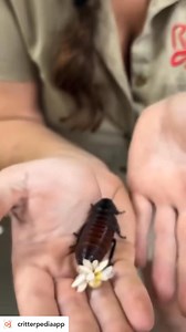 Have you ever wondered how a cockroach gives birth?🪳🐣 Amazing footage from the Reptile Zoo! • Cockroaches reproduce through a fascinating process involving egg cases called oothecae. • Female cockroaches produce these protective cases after mating, each containing multiple eggs. • Depending on the species, an ootheca can hold anywhere from 14 to 40 eggs. • The female carries the ootheca for a period before depositing it in a safe, hidden location. • Once laid, the eggs develop into nymphs, whi