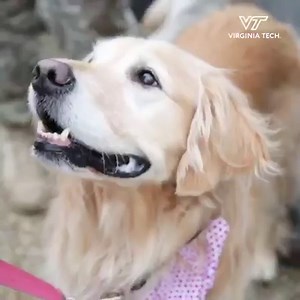 49K views · 1.4K reactions | Love was in the air today as the Virginia Tech Corps of Cadets’ ambassador, Growley, decided to ask Bracey, his crush, to the Military Ball.  She said yes, so look out for them on the dance floor this weekend if you’re attending!   | Virginia Tech | Facebook