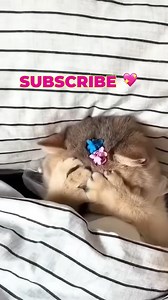 💔 Why your cat suddenly bites you during petting 😼 #facts | The Best Cat Page