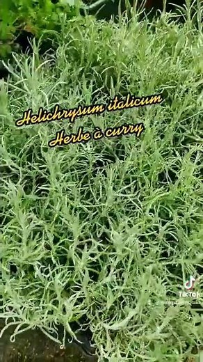 🔥 HERBE AU CURRY ou Helichrysum italicum @Boutique Végétale