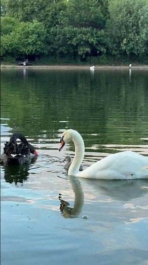 "A cygnet glides with its parents on the Serpentine in the soft light before sunset 🌊 🦢🐥🌆"