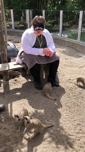 Food for off my lap while I’m trying to feed these meerkats