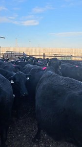 14K views · 254 reactions | 100 cows AI to the best bulls for our farm. New calves will be here in less than 9 months. #cows #calves #cowsoftiktok #AI #animals #calves | 1HandnFarming | Facebook