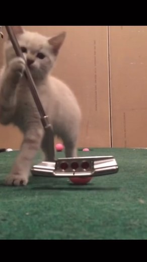 michaelcaan on Instagram: "Double upload today. Was digging through the Jedi archives and found this beauty from when my car Lilly was a kitten and an absolutely menace to society. Could never practice with this one around. . Follow @michaelcaan . . . #golf #cats #kitten #golfing #golfer #golfaddict #instagolf"