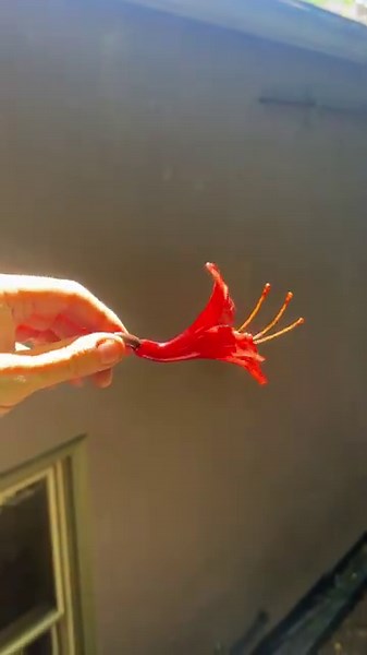 Blown glass flower made using borosilicate glass and the flameworking technique