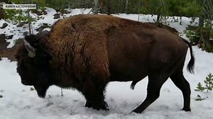 55K views · 275 reactions | It’s National Bison Day, and this bison here is taking a snowy stroll at Yellowstone National Park. | The National Desk - TND | Facebook