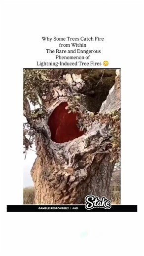 Astrox/Sachin on Instagram: "This article explores the fascinating and hazardous phenomenon of trees catching fire from within due to lightning strikes. When lightning hits a tree, the intense heat can instantly vaporize the water inside, generating steam and pressure that leads to internal combustion. Unlike external fires, these hidden blazes can smolder for hours or even days, posing a significant risk of wildfires. The article delves into the science behind lightning-induced tree fires, thei