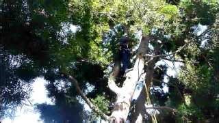 Feb 28 2012,,Tree climbing