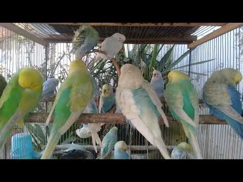 Relaxing Budgie Sounds for Bird Lovers