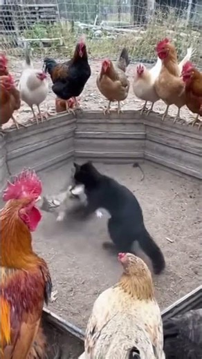 unbelievable! chickens organizing underground catfight