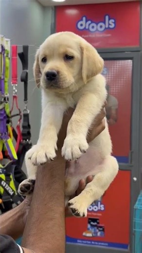 labrador puppy #shortvideo #youtubeshorts