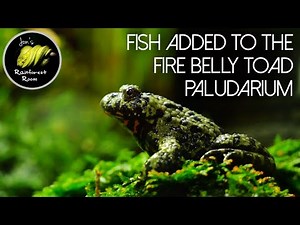 Adding Fish To My Fire Belly Toad Paludarium