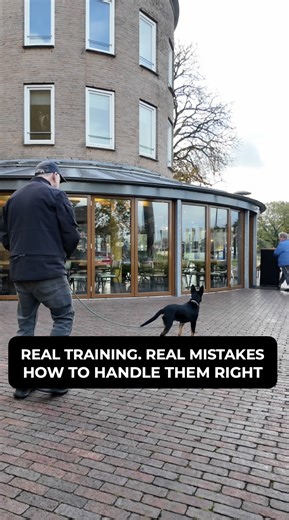 9.3K views · 137 reactions | How to RUIN your dog’s drive. I...