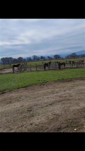 A compilation of one of my favorite sounds ❤️ Sammie's little nickers. There is nothing better than horses that look forward to seeing you and enjoying having a job. #horse #horselover #EquestrianTraining #equineconsulting #myeverything #mustangs #BlackHorse #Loss #grief #horsetrainer #bestfriend #thesweetestnoise | Hawk Equine Consultations