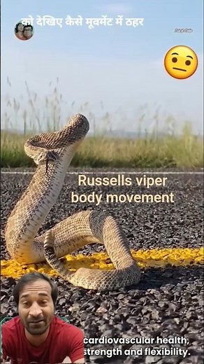 The Incredible Body Movements of Russell's Viper Explained🐍