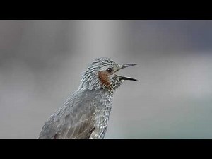 【鳥の鳴き声】 ヒヨドリの鳴き声 01地鳴き【wild birds sounds】