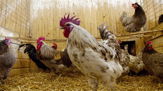 Warum braune Eier bald aus Supermärkten verschwinden könnten