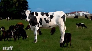 Mycoplasma bovis nightmare for Kiwi farmers