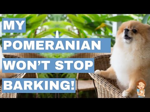 Silencing the Fluff: Managing Excessive Barking in Pomeranians