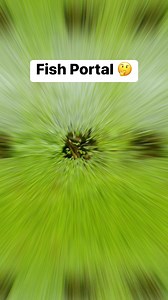 Fish Portal 🤔 | Aquarium Info