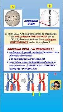 F4C6 Answer 2 for MITOSIS MEIOSIS QUESTION, crossing over & variation #spm #igcse #olevel