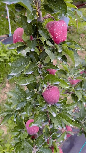 51K views · 1.6K reactions | Rd- 11 red delicious apple variety | Inderprastha Orchards | Facebook
