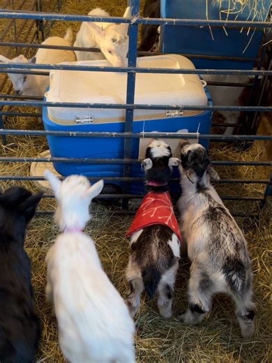 Blue Ledge Farm on Reels