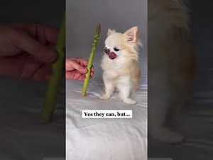 Can dogs eat asparagus?