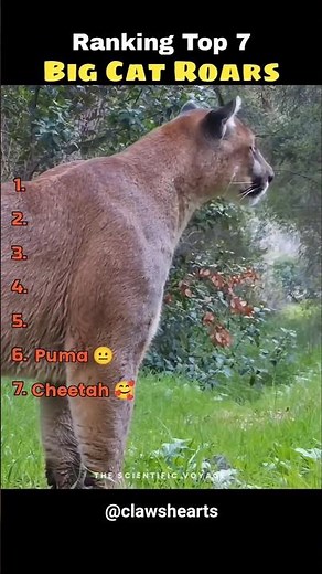 Big Cat Roar ☠️
