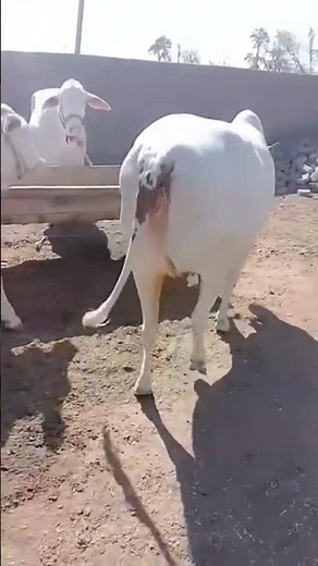A beautiful pink cow from Punjab – truly charming and unique.”#bull #cattleworld #cow #cowlover