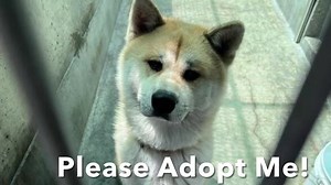 Meet BJORN - Available for Adoption to the Public RESCUE IS FULL. THERE IS NO SPACE. WITHOUT HELP FROM THE AKITA COMMUNITY, Akitas are going to start going down, for no reason other than ... NO SPACE. Bjorn "...wandered into someone's backyard while they were gardening." Yup. That's it. That’s how he landed in the Pasadena Humane Society in So Cal. He is ADOPTABLE TO THE PUBLIC, ANIMAL ID# A503240. Pasadena Humane Society 361 S. Raymond Ave., Pasadena, CA 91105. (626) 792-7151. Please, reach out