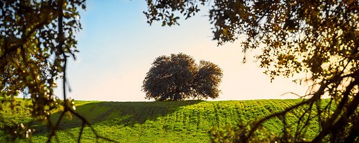 La encina, el árbol más popular del Quijote