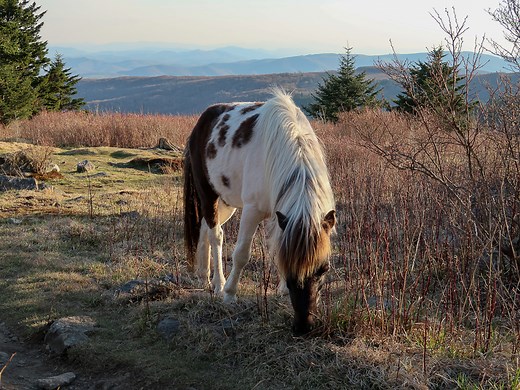 Mount Rogers/Grayson Highlands Loop Backpacking Guide — Into the Backcountry