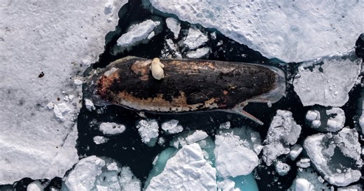 2026 World Press Photo winners capture planet in a state of flux