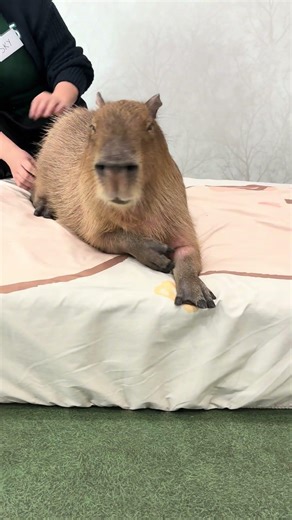 Massage works instantly. #capybara #cappiness #capybaracafe #animalcafe #cappiness #tokyo
