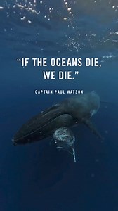 For decades, the legendary ocean activist Captain Paul Watson has stood up for our life support system - now it’s time to stand up for him. 🐋 After his third hearing today since his arrest on July 21st, Paul’s extradition case has been extended for another three weeks. Paul faces charges for his efforts opposing illegal whale hunts in Antarctica and could face up to 15 years in prison if extradited to Japan. There is no legal basis for his extradition. The judge has refused to review any eviden