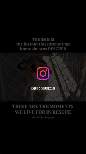 That smile. It says everything, doesn’t it? ❤️ The moment Smiley realized she was safe, her whole face lit up. These are the moments that fuel our passion in rescue. We knew right then, this happy girl deserved a name that reflected her joy - so meet Smiley!Smiley’s looking for her forever home, a place filled with love and belly rubs. Want to learn more about this amazing pup? Head over to our website: HomeForGoodDogs.orgNot ready to adopt but still want to make a difference? Help us continue g